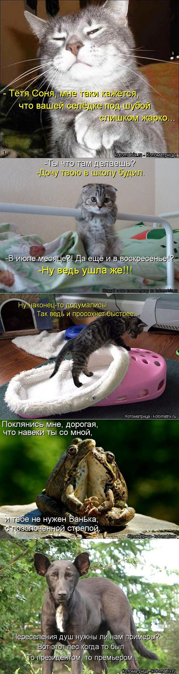 Новые смешные котоматрицы понедельника! | ЛЮБИМЫЕ ФОТО
